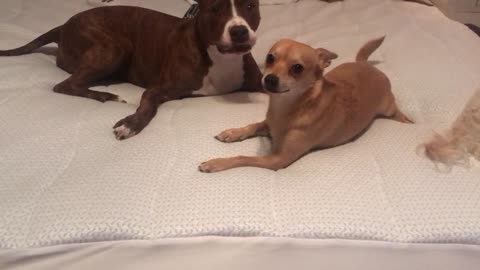 Chihuahua and Pit love nibbles ♥️