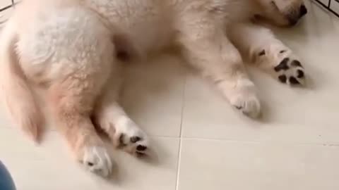 Dog animal video