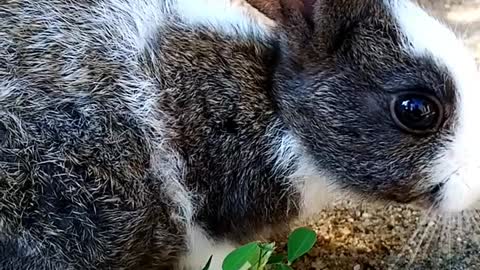 💖🐰🐇Adorable Baby Rabbit🐇🐰💖