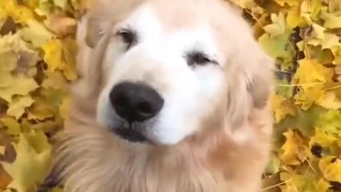 HAPPY DOG TIKTOK So funny must watch