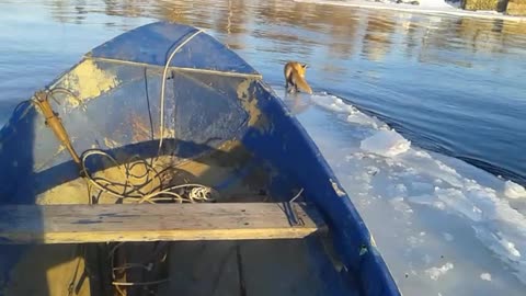 Fisherman Helps Ferry a Fox to Shore