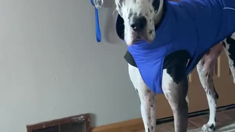 THE GREAT DANE Dog Video 101 - Great Dane Compilation - Tallest Dog in The World