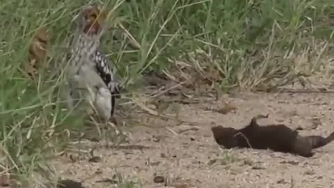 A dwarf mongoose playing dead for a hornbill.