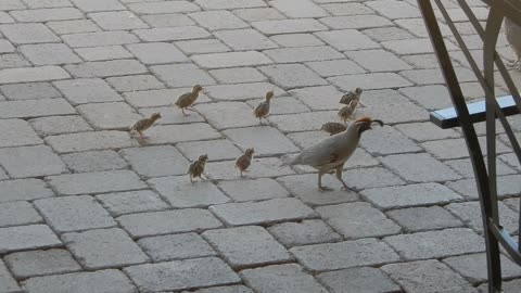 Newly hatched Gambel's Quail