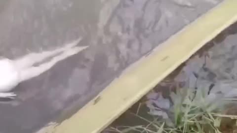 FROG SHOWING HIS SKILLS