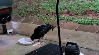 Young Rooster spins around
