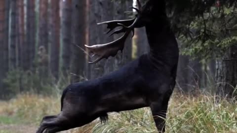 Black deer