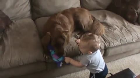 Baby and Little Dog 🐕🐶🐕 Fighting For A Toy