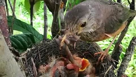 Mother Bird Gives Food to Her Child