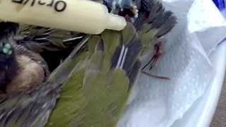 Feeding gouldian finch chicks - aviary birds