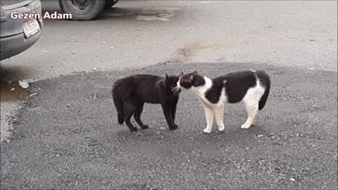 Two Cute cat on the street between meowing and talking