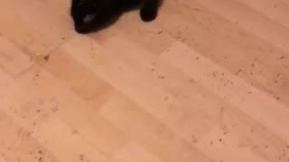 Kitty loves catnip!