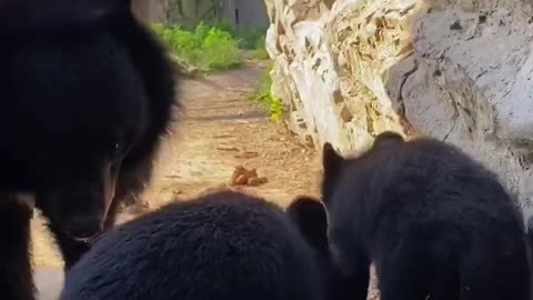Black bears are also very cute