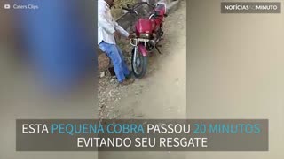 Cobra é encontrada dentro de moto na Índia