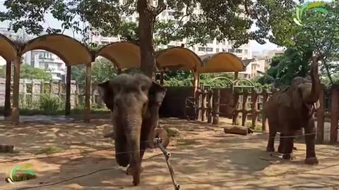 ANIMALS ELEPHANT DACE VIDEO,BEST VIDEO ELEPHANT