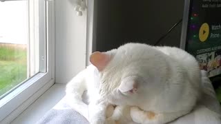 Cat cleaning herself