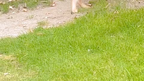 Rabbit playing in the ground