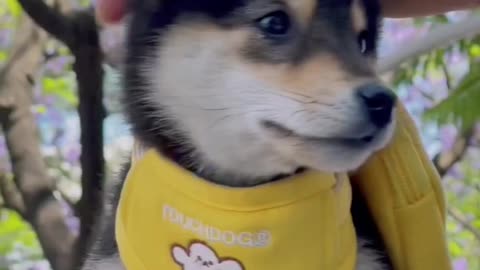 Cute Dog World New Shorts video Ep 1
