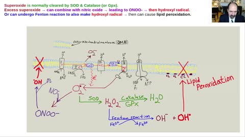 Oxidative stress, lipid peroxidation, mitochondria & dementia.