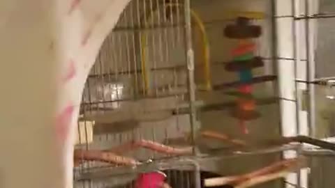 Parrot Versus Cats!!! Cockatoo attacks when cats destroy her house!