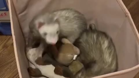 Box full of ferrets will brighten your day!
