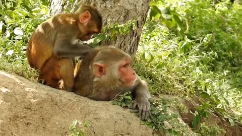 Beautiful cute and Funny Monkey compilations