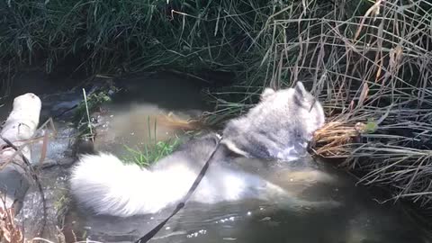Exhausted pup sprawls out in refreshing creek