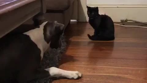 Puppy introduced to new kitten, totally freaks out