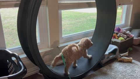 Goldendoodle Puppy Takes Cat Wheel For a Spin
