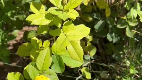 Little yellow flowers