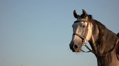 Horse head on blue background