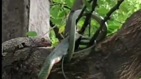 Una batalla entre una serpiente y unos geckos
