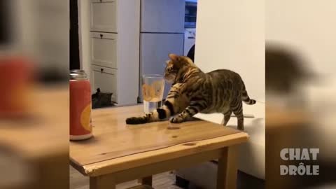 Vidéo De Chat À Mourir De Rire 1