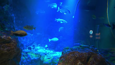 Osaka Aquarium Kaiyukan Walking Tour (2023) (4K HDR) FULL VIDEO 1 #Nature