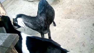 African Pygmy Goats