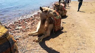 Excited Tourist After Camel Beach Ride In Dahab