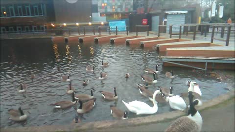 Swans, Geese and Ducks at the Park