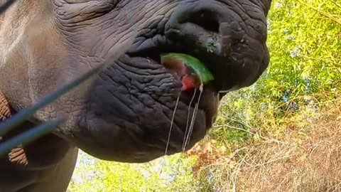 Best squishes for a gourd Monday #rhino #fruit #asmr #animals