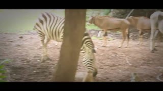 Compilation of videos from my trip to Kenya