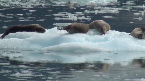 Sea Lions relaxing on ice!