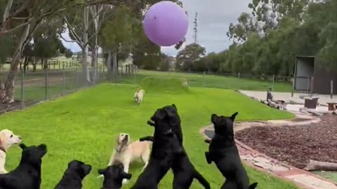 Labradors vs Giant Balloons