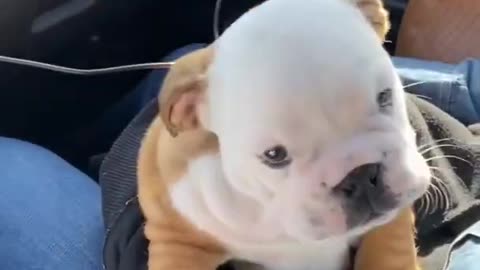 Cute Puppy Bulldog Dog Video Shorts