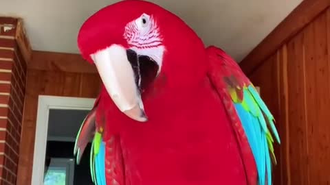 birdtok#parrot#bird
