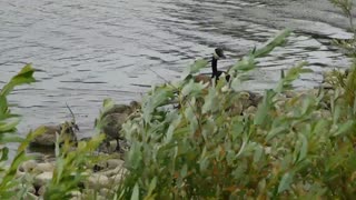 Ducklings Follow Their Mother At The Lake