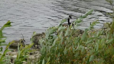 Ducklings Follow Their Mother At The Lake