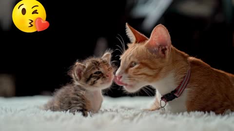 A Cute baby cat love by mother cat