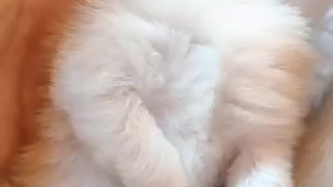 OMG So Cute Cats ♥️ Best Funny Cat Videos 2021