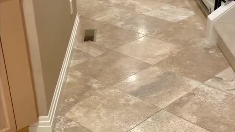 jumps dog to catch his favorite toy
