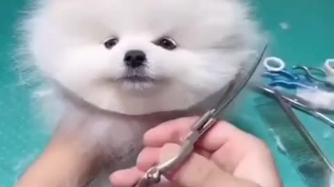 Cute Dog video / Lovely dog cut hair