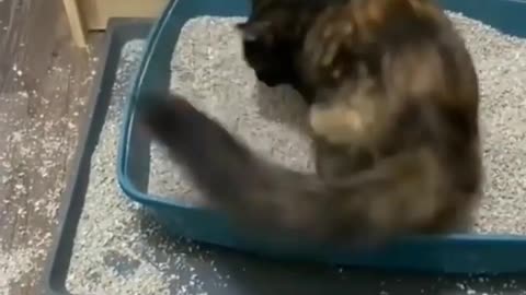 funny cat video